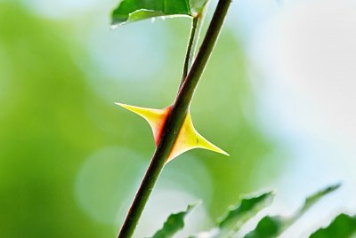 Zanthoxylum simulans - žlutodřev čínský - trny